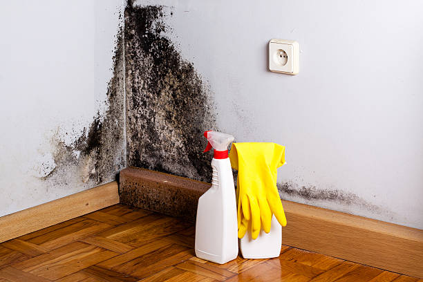 Attic Mold Removal in Piney Green, NC